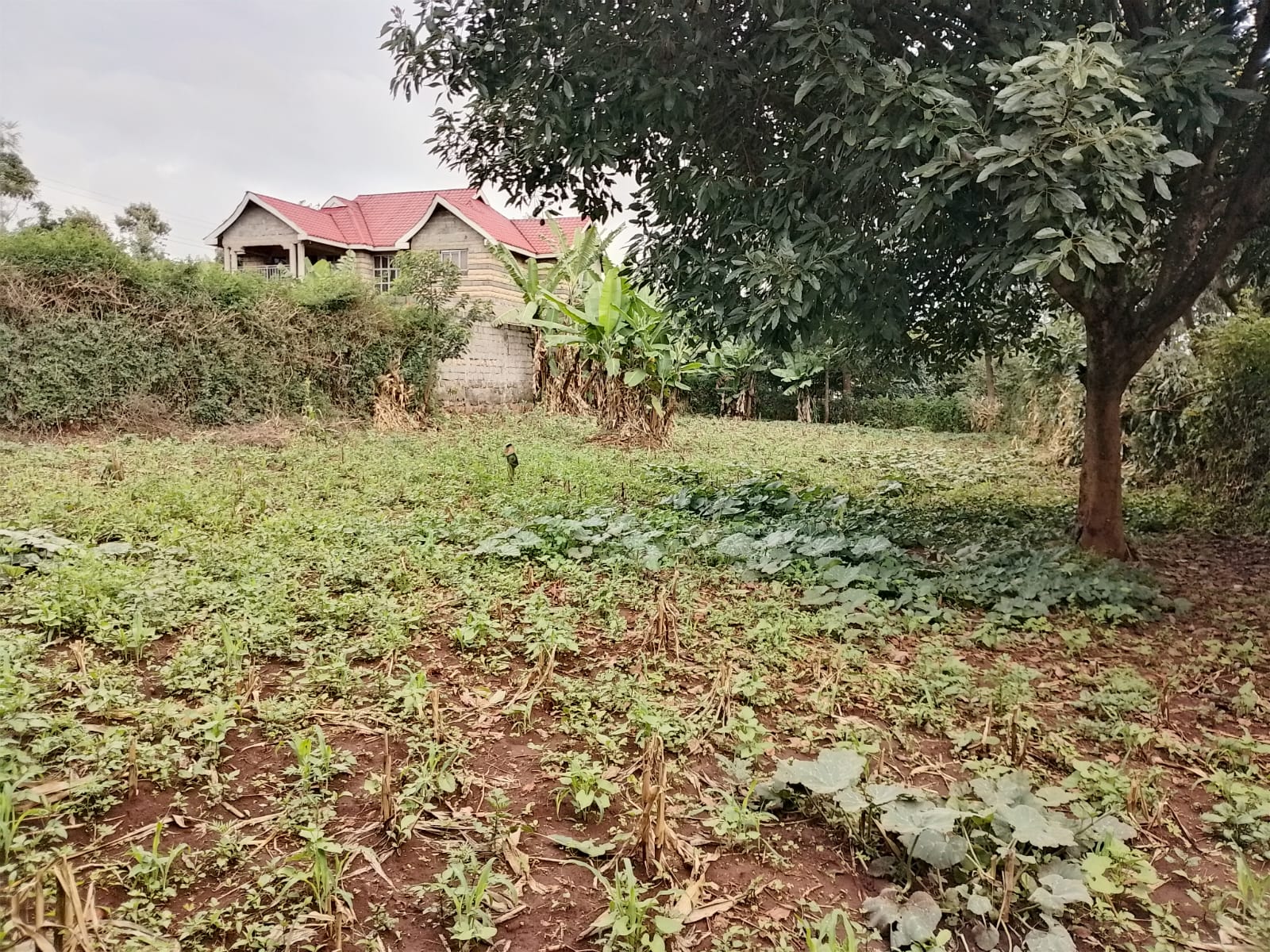 Kasphat - Kanunga